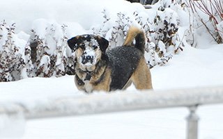 Erzurum'da kar yağışı yaşamı zorlaştırıyor