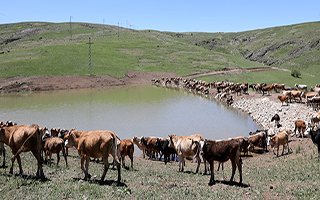  Erzurum Büyükşehir Belediyesi’nden gölet rekoru 