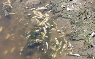 Aşkale'de toplu balık ölümleri korkutuyor