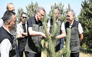 Palandöken’in orman varlığına inceleme