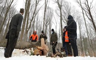 Genç ağaçlar yaşasın diye yaşlılar kesiliyor