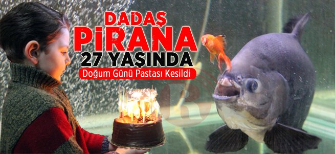 27'lik Dadaş Pirana'ya Doğum Günü Pastası