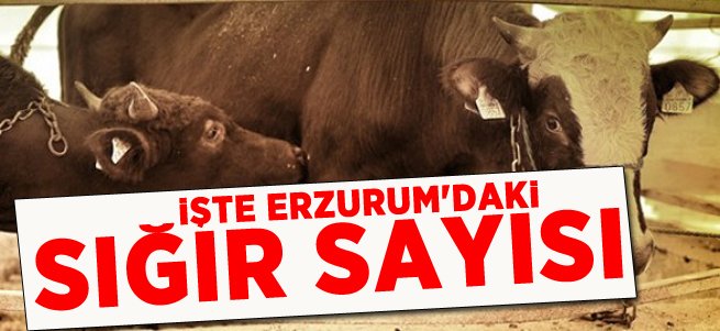 İşte Erzurum'daki Sığır Sayısı!