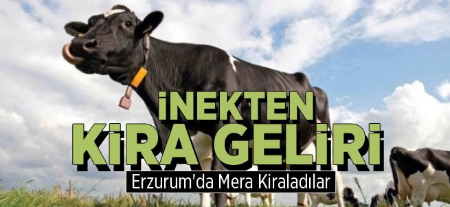 İnekten Kira Geliri!