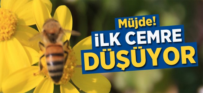 Müjde! İlk Cemre Düşüyor