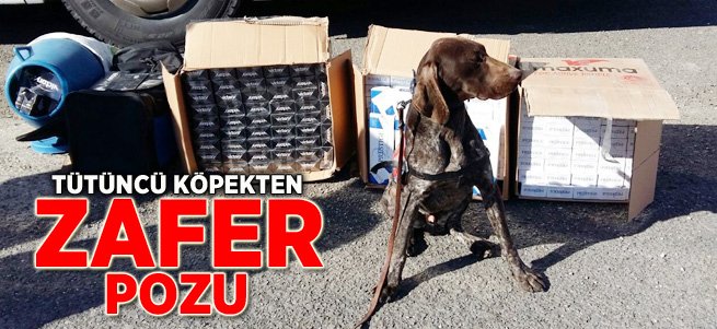 Tütüncü Köpekten Zafer Pozu!