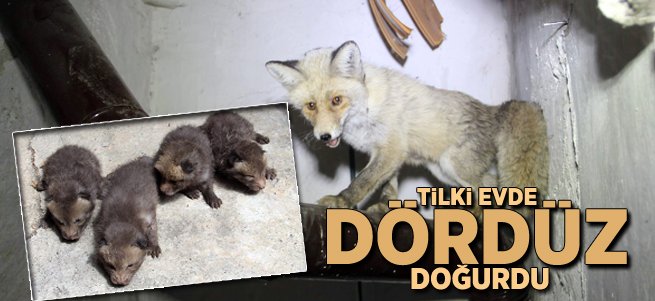 Eve Giren Tilki Dördüz Doğurdu