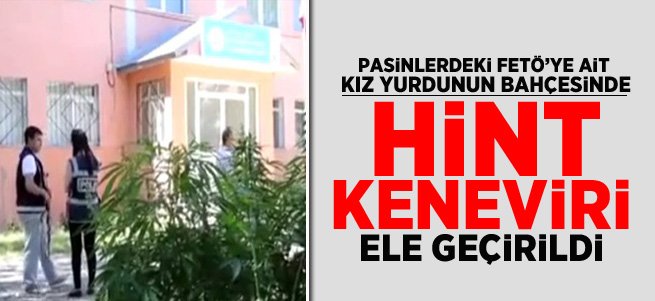 Kız Yurdunun Bahçesinde Hint Keneviri