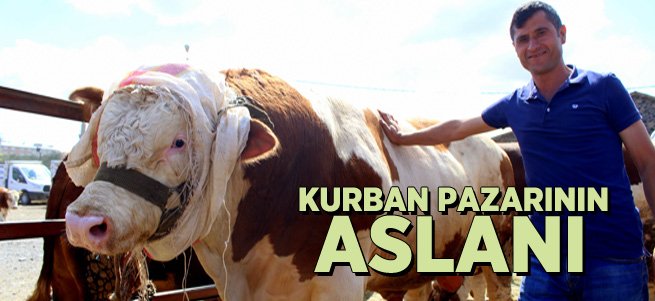 Kurban pazarının en büyüğü ‘Aslan’