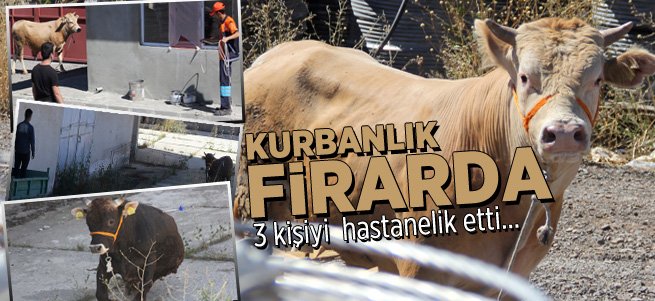 Kaçan kurbanlık 3 kişiyi hastanelik etti