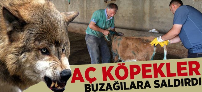 Aç kalan sokak köpekleri buzağılara saldırdı 