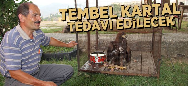 Tembel kartal tedavi edilecek 