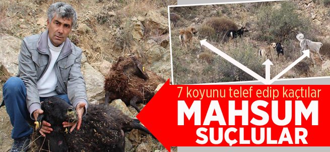 Sokak köpekleri 7 koyunu telef etti