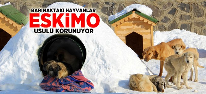 Barınaktaki hayvanlar ‘Eskimo’ usulü korunuyor