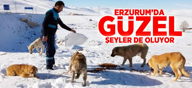 Büyükşehir yaban ve doğal hayatı koruyor