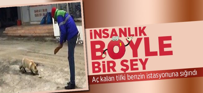 Aç kalan tilki benzin istasyonuna sığındı