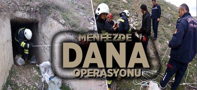 Menfezde sıkışan iki danayı itfaiye kurtardı