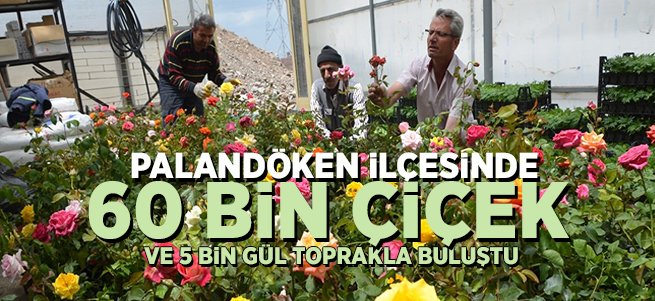 60 bin çiçek ve 5 bin gül toprakla buluştu