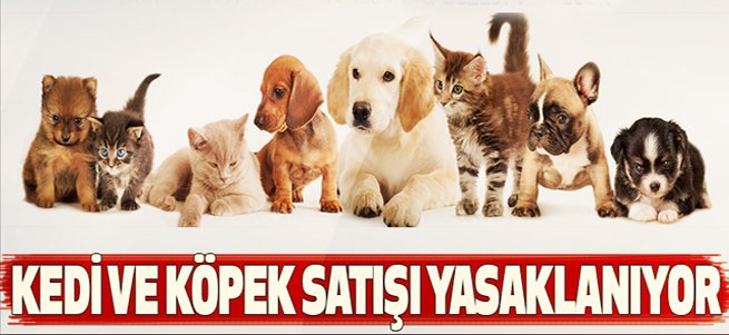 Dükkanlarda kedi ve köpek satışı yasaklanıyor