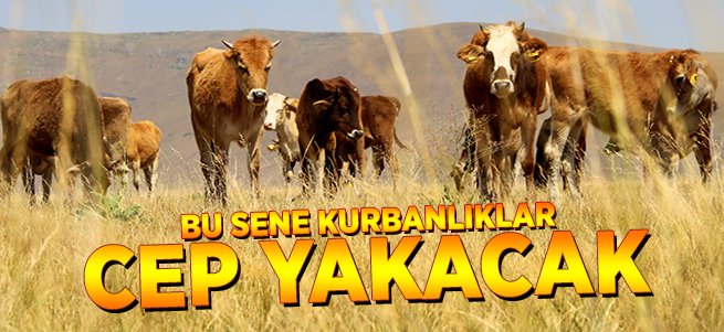 Bu sene kurbanlıklar cep yakacak