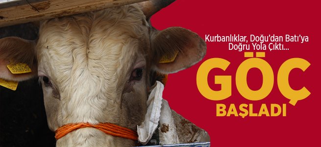 Erzurum'dan Batı'ya Kurban Göçü Başladı