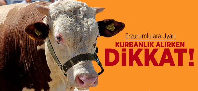 Kurbanlık alırken dikkat edilmesi gerekenler