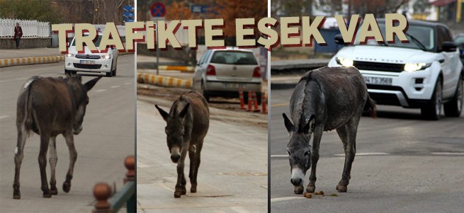 Trafiğe çıkan eşek zor anlar yaşattı