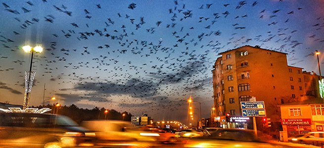 Erzurum’da gökyüzünü kargalar kapladı