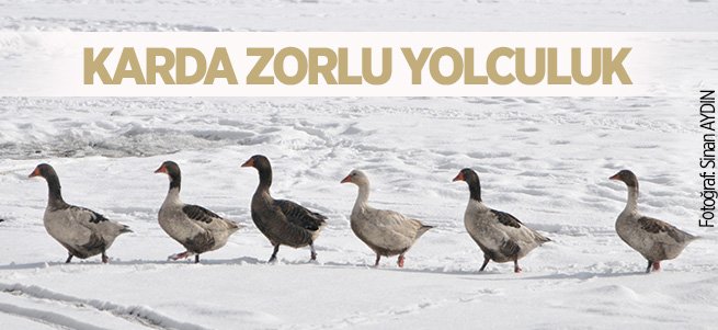 Kazların kar üzerinde zorlu yolculuğu