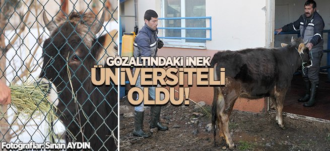 Gözaltındaki inek Üniversiteli oldu!