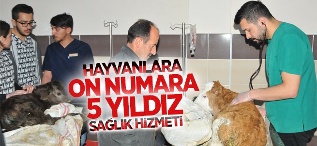Erzurum'da hayvanlara 5 yıldızlı sağlık hizmeti