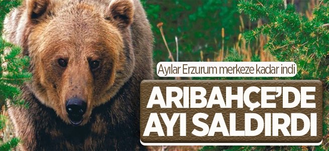 Erzurum'da Ayı kabusu geri döndü