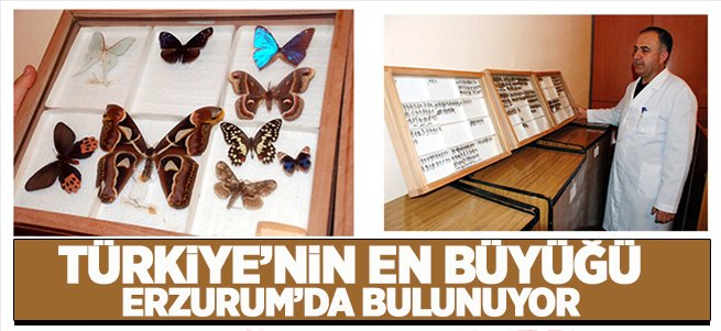 Türkiye'nin en büyük böcek müzesi Erzurum'da