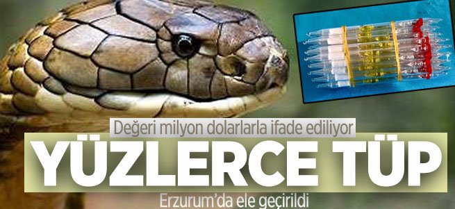 Erzurum'da yüzlerce tüp kobra yılanı zehri ele geçirildi