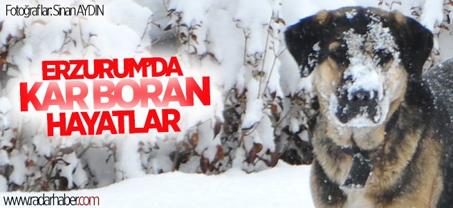 Erzurum'da kar yağışı yaşamı zorlaştırıyor