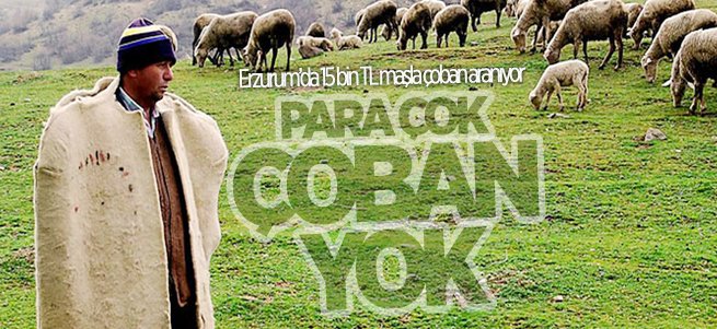 Erzurum'da para çok çoban yok