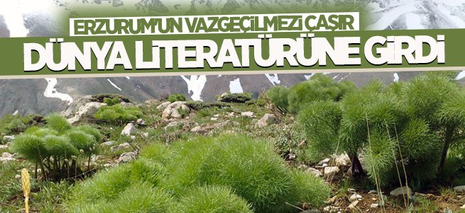 Çaşır Dünya Literatürüne girdi