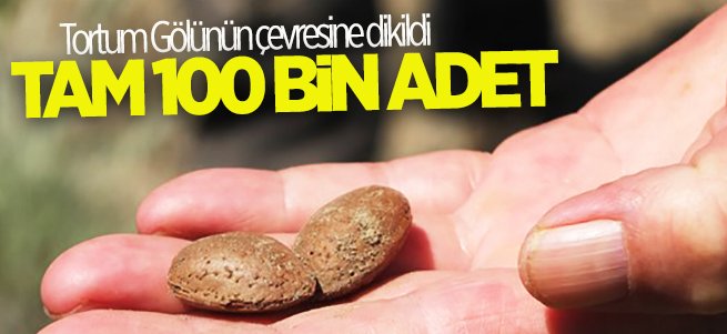 Tortum gölü çevresine 100 bin badem tohumu dikildi