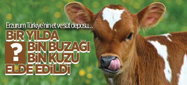 İşte Erzurum'da 1 yılda elde edilen buzağı ve kuzu sayısı