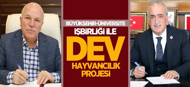 Büyükşehir-Üniversite arasında hayvancılık projesi