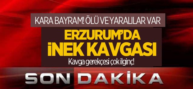 Erzurum’da inek kavgası! Ölü ve yaralılar var...