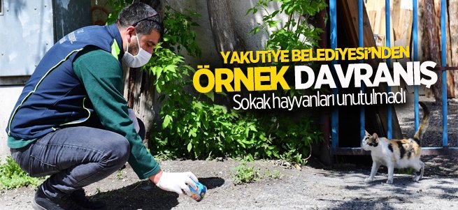 Yakutiye belediyesi sokak hayvanlarını unutmadı