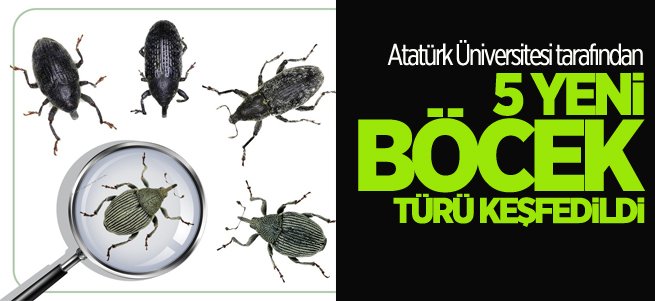 5 yeni böcek türü keşfedildi