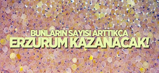 Bunların sayısı arttıkça Erzurum kazanacak!