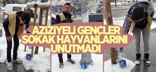 Aziziyeli gençler sokak hayvanlarını unutmadı