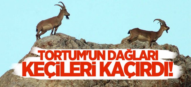 Tortum'un dağları keçilerini arıyor!