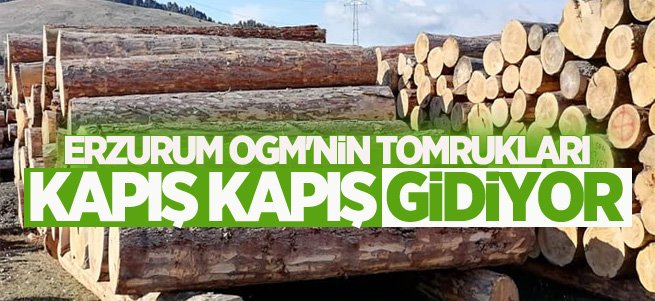 Erzurum OGM'nin tomrukları kapış kapış gidiyor