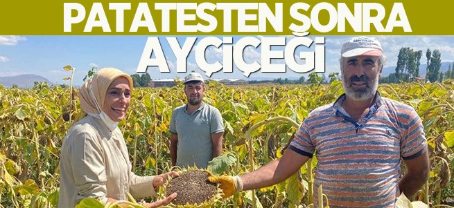 Patatesten sonra ayçiçeği