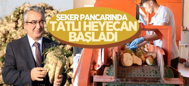 Şeker pancarında hasad heyecanı başladı