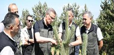 Palandöken’in orman varlığına inceleme